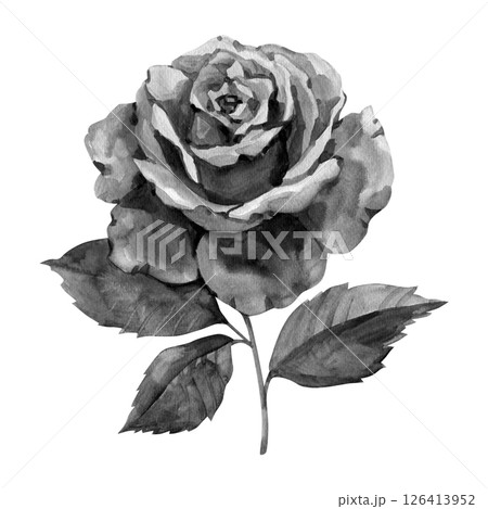Single black rose watercolor hand painted. Grayscale rose illustration isolated on white background 126413952