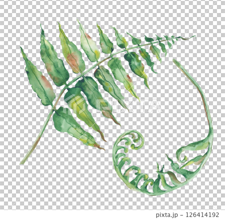Two fern leaves are hand-drawn on a white background. Watercolor illustration of the green leaves of a forest plant. Isolated. A botanical element for decorating postcards, invitations, wallpapers and Two fern leaves are hand-drawn on a white background. Watercolor illustration of the green leaves of a forest plant. Isolated. A botanical element for decorating postcards, invitations, wallpapers and 126414192