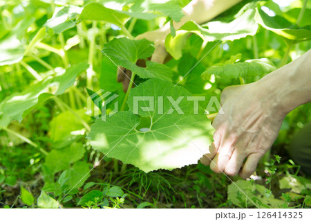 フキの収穫 126414325