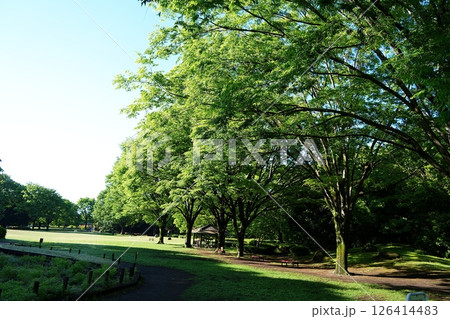 相模原公園 126414483