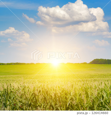 Sunrise on corn field with ears corn and blue sky with white clouds. Sunrise on corn field with ears corn and blue sky with white clouds. 126414660