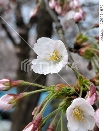 桜 桜 126414670