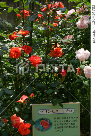 神宮ばら園 126414782