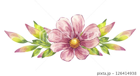 Watercolor blooming pink cosmos flower, green leaves. Floral botanical drawing. Hand drawn illustration isolated white background. Element for wedding invitation, save the date, greeting design 126414938