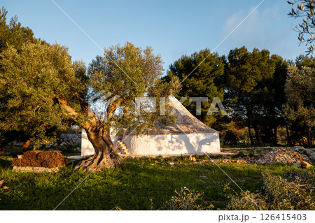 Trullo Surrounded by Olive Trees 126415403
