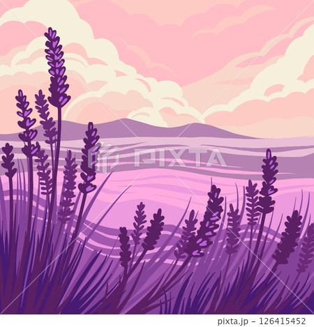 Field lavanda vector illustration. 126415452