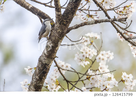 桜の木にとまるゴジュウカラ 126415799