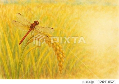 稲穂にとまる赤とんぼ 126416321