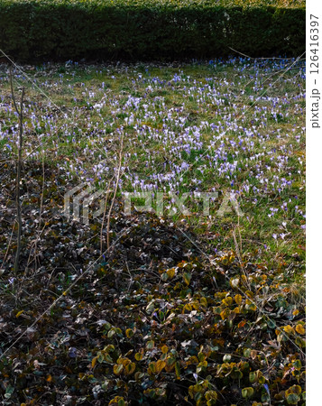 Purple crocuses blooming vibrantly in lush green meadow during spring, nestled near verdant hedge and scattered dry leaves, while sunlight gently illuminating delicate flowers. Vibrant purple crocuses 126416397