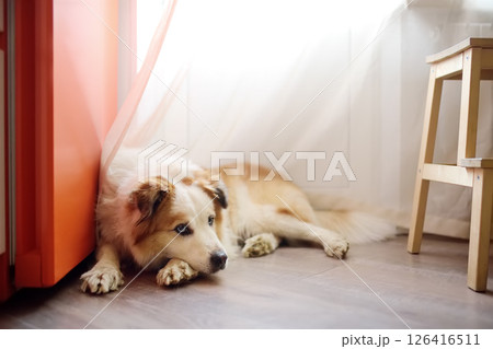 Large fluffy mixed breed dog lies by the refrigerator in a bright modern kitchen Large fluffy mixed breed dog lies by the refrigerator in a bright modern kitchen 126416511