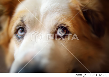 Large fluffy mixed breed dog lies by the refrigerator in a bright modern kitchen Large fluffy mixed breed dog lies by the refrigerator in a bright modern kitchen 126416529