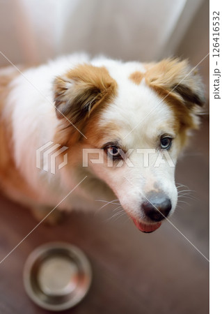 Hungry fluffy mixed breed dog waiting for feeding in the kitchen 126416532