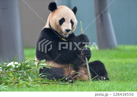 おいしそうに竹を食べる明浜 おいしそうに竹を食べる明浜 126416550