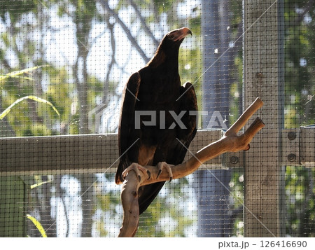 オナガワシ Rockhampton Zoo Rockhampton Botanic Gardens オナガワシ Rockhampton Zoo Rockhampton Botanic Gardens 126416690
