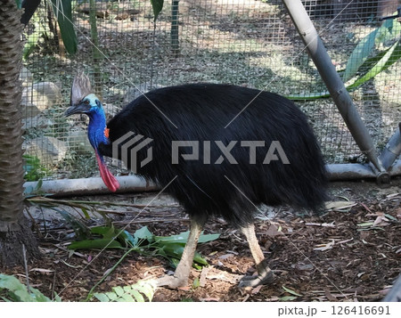 ヒクイドリ Rockhampton Zoo Rockhampton Botanic Gardens ヒクイドリ Rockhampton Zoo Rockhampton Botanic Gardens 126416691