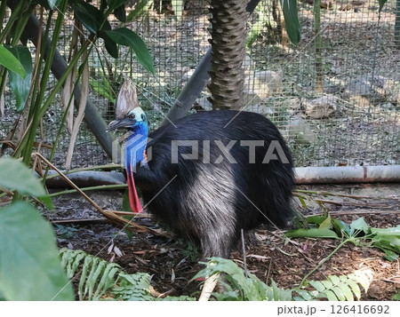 ヒクイドリ Rockhampton Zoo Rockhampton Botanic Gardens ヒクイドリ Rockhampton Zoo Rockhampton Botanic Gardens 126416692