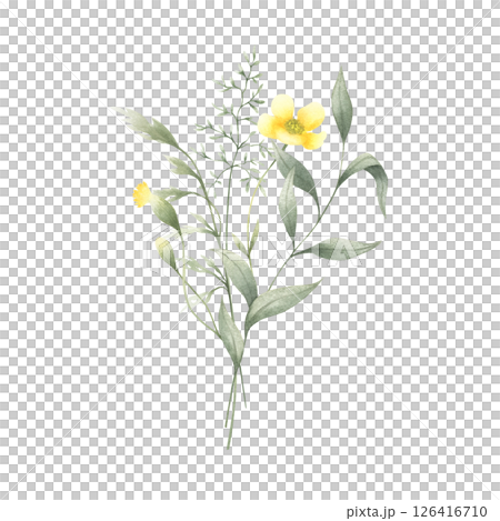 Wildflowers buttercup, buds of dandelion and meadow grasses isolated from background. Hand drawn watercolor floral illustration of yellow flowers for fabric print, packaging, cards and stickers. Wildflowers buttercup, buds of dandelion and meadow grasses isolated from background. Hand drawn watercolor floral illustration of yellow flowers for fabric print, packaging, cards and stickers. 126416710