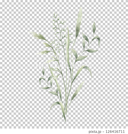 Meadow green grasses, four various field thin herbs. Hand drawn herbal watercolor illustration. Composition isolated from background. Sketch of wild greenery for natural, farm and rustic design. 126416711