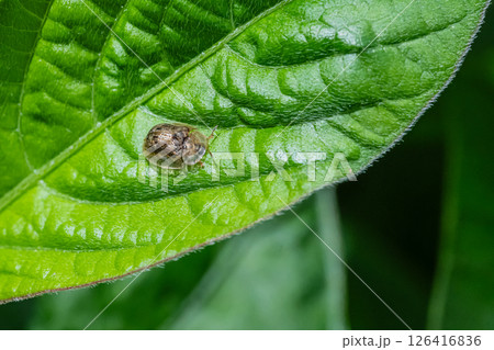 ヨツモンカメノコハムシ 126416836