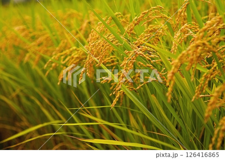 収穫間近の稲穂 新米のイメージ 収穫間近の稲穂 新米のイメージ 126416865