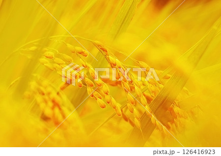 収穫間近の稲穂　新米のイメージ 126416923