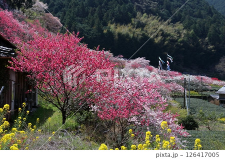 久喜の花桃 春らんまん (高知県 仁淀川町) 久喜の花桃 春らんまん (高知県 仁淀川町) 126417005