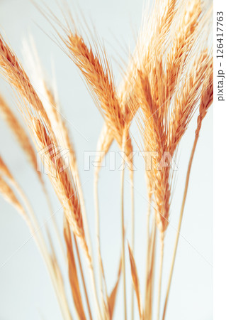 Macro view of dry ears of wheat against light background Macro view of dry ears of wheat against light background 126417763