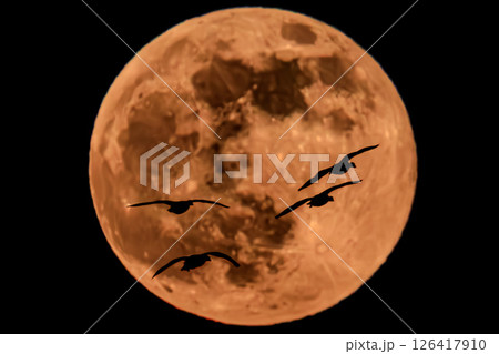 満月に舞う、渡り鳥のシルエット 満月に舞う、渡り鳥のシルエット 126417910