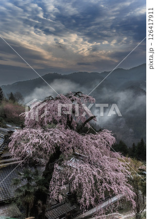 幻想に咲く枝垂れ桜と山の朝 幻想に咲く枝垂れ桜と山の朝 126417911