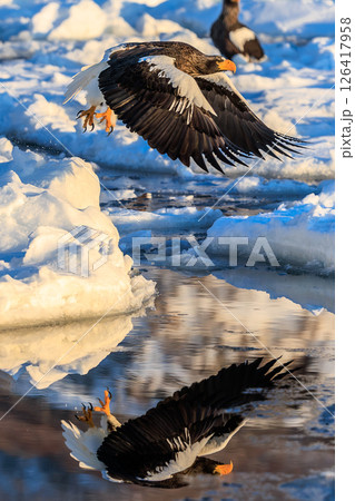 氷上に舞い降りる王者・オオワシ 126417958