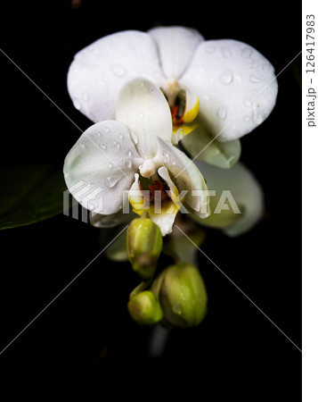 Elegant white orchid blooms with droplets in a dark background showcasing nature's beauty Elegant white orchid blooms with droplets in a dark background showcasing nature's beauty 126417983