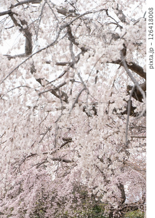 しだれ桜が舞う春の風景⑥ 126418008