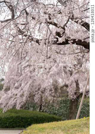 しだれ桜が舞う春の風景③ 126418011