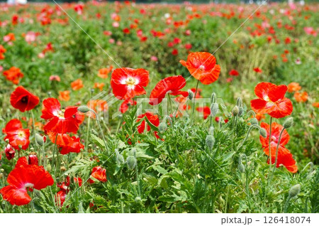 ポピーの花が咲き誇る小貝川ふれあい公園の風景 126418074