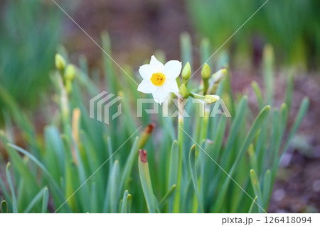 スイセンの花　日本水仙 126418094