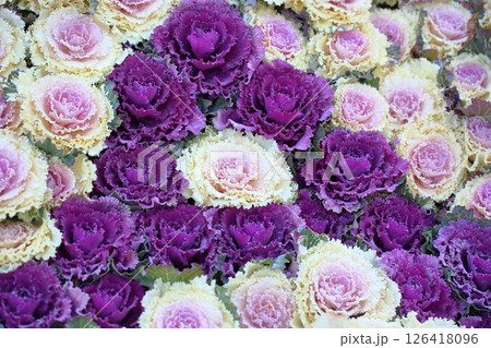 ハボタンの花 ハボタンの花 126418096
