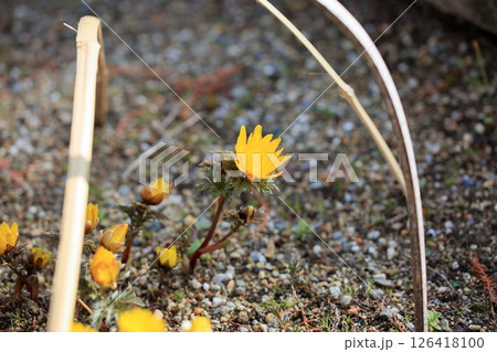 フクジュソウの花 126418100