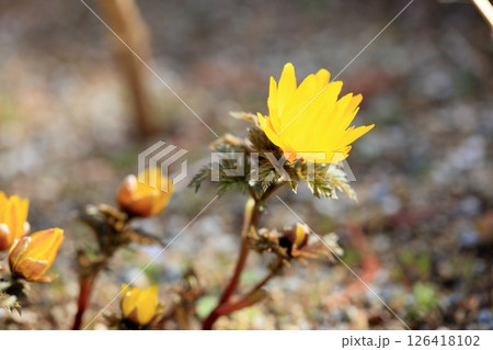 フクジュソウの花 フクジュソウの花 126418102