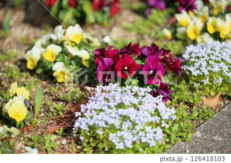 ビオラの花 ビオラの花 126418103