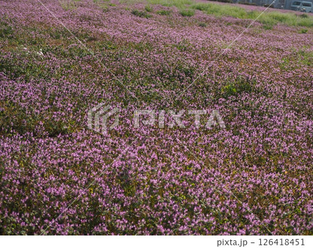 ホトケノザ 126418451