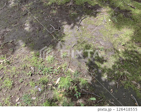 木漏れ日が当たる地面1 木漏れ日が当たる地面1 126418555