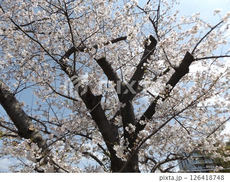 こじま花の会花畑桜並木の奇麗に咲いた桜 こじま花の会花畑桜並木の奇麗に咲いた桜 126418748