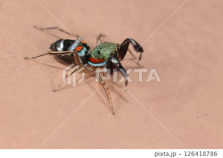 生き物　蜘蛛　カラオビハエトリ、オスです。五ミリほどの体にいろんな色がてんこ盛り 126418786