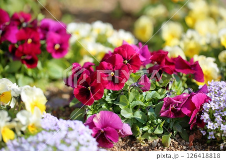 ビオラの花 126418818
