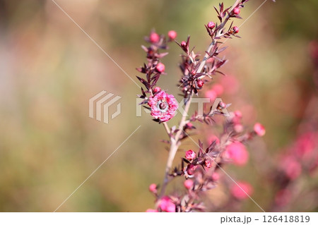 ギョリュウバイの花 ギョリュウバイの花 126418819