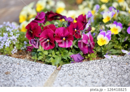 ビオラの花 ビオラの花 126418825