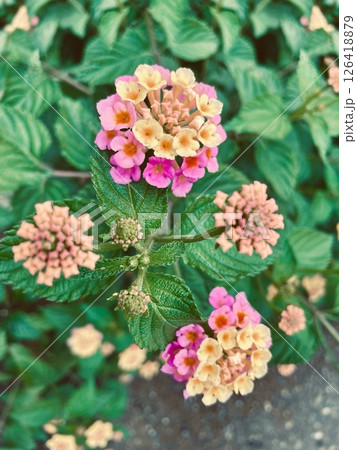 ランタナの花の写真素材 ランタナの花の写真素材 126418879