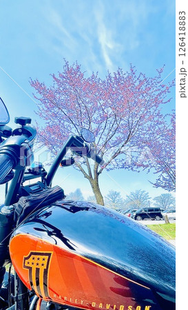バイクと桜と満開の桜を楽しむ 126418883