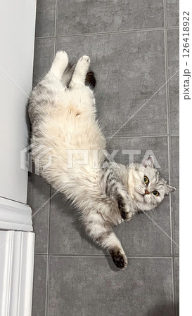 Playful Gray Tabby Cat Relaxing on Cool Gray Tiles, Adorable Feline Enjoying a Peaceful Moment 126418922