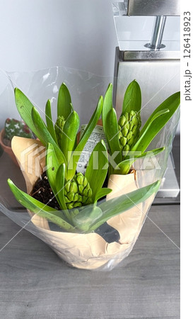 Hyacinth Bulbs Ready to Bloom A Symbol of Spring, Freshness, and Natural Beauty 126418923
